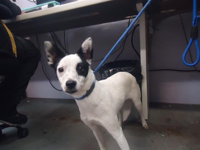 LUCKY - Jack Russell Terrier (Parson Russell Terrier) available for adoption