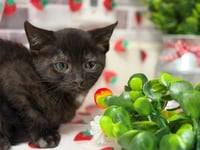 BLACKIE - Photo 1