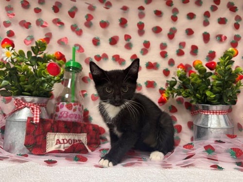 KYLIAN - Domestic Short Hair available for adoption