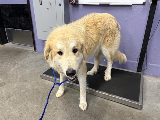 HAILEY - Great Pyrenees available for adoption