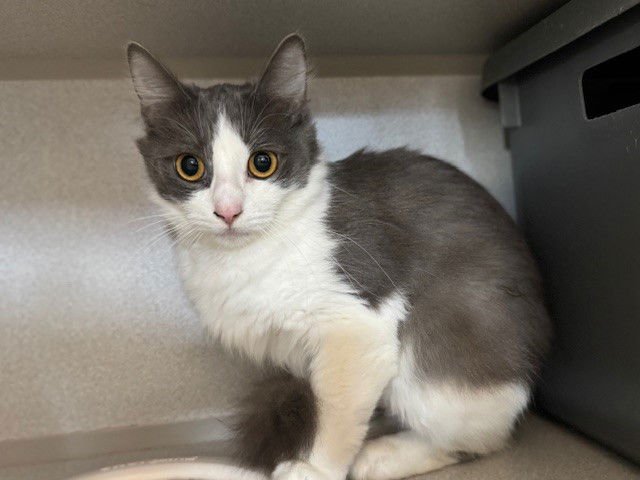 CALLIE - Domestic Short Hair available for adoption