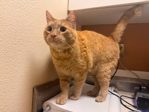 KEVIN - Domestic Short Hair available for adoption