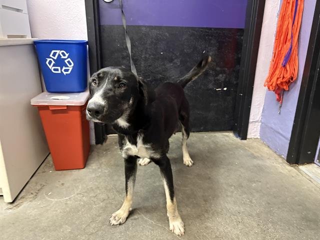 BESSIE - Border Collie available for adoption