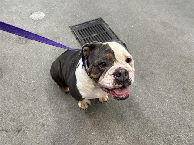 KODA - English Bulldog available for adoption
