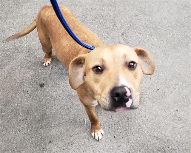 EVAN - Pit Bull Terrier available for adoption