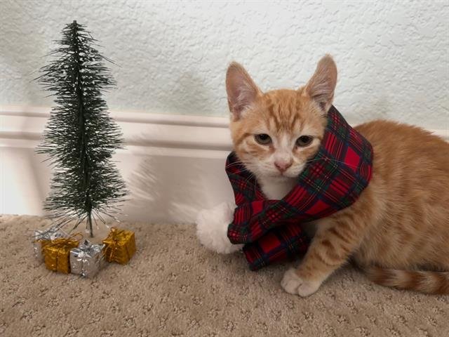 CHEDDAR - Domestic Short Hair available for adoption