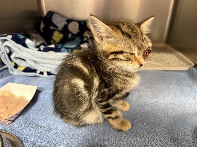 NOEL - Domestic Short Hair available for adoption