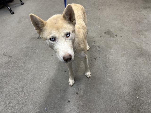 BELLA - Siberian Husky available for adoption