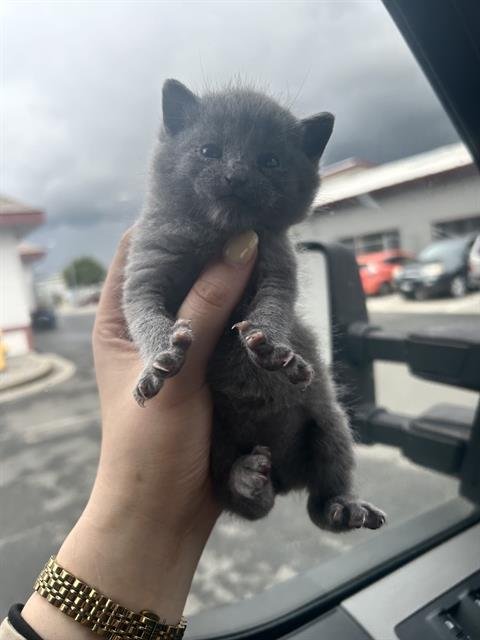 TEDDY Image