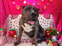 BUBBA - Photo 1