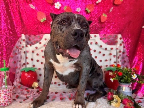 BUBBA - Pit Bull Terrier available for adoption