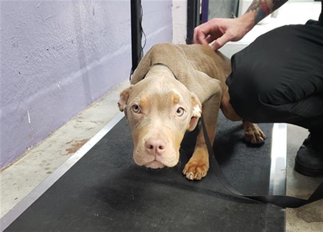 SONIC - Pit Bull Terrier available for adoption