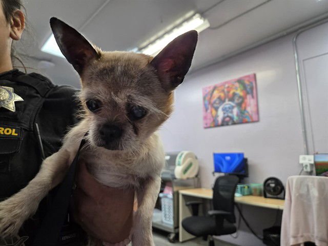 OSCAR - Brussels Griffon available for adoption