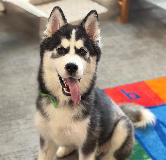PANINI - Siberian Husky available for adoption