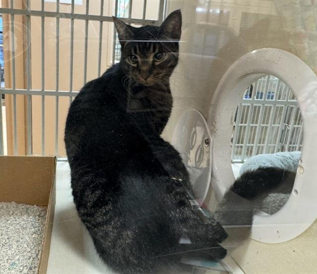 BOBBY - Domestic Short Hair available for adoption