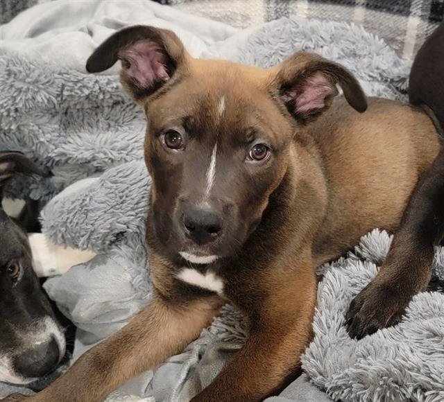 KODA - Pit Bull Terrier available for adoption