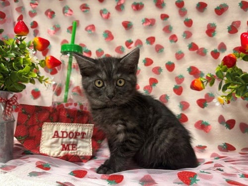 COCO - Domestic Short Hair available for adoption