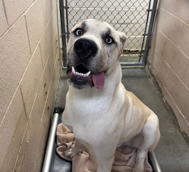 FETTUCCINE - Great Dane / Siberian Husky available for adoption