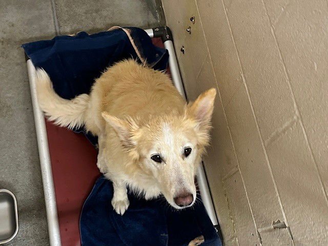 COOPER - Border Collie / Husky available for adoption