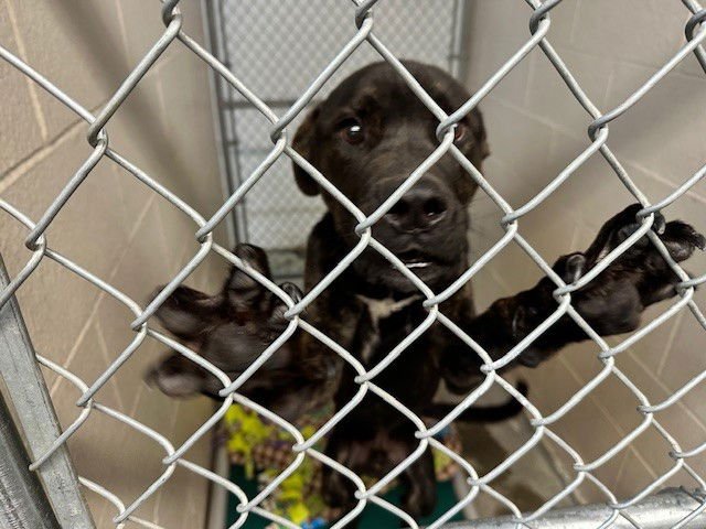 GRIFFIN - Cane Corso Mastiff available for adoption