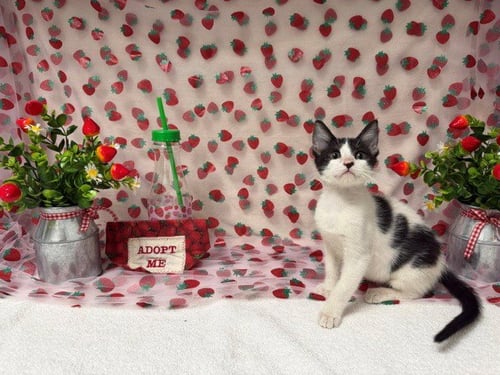 TINA - Domestic Short Hair available for adoption