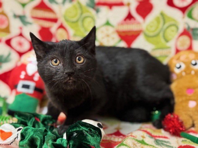 BERNIE - Domestic Short Hair available for adoption