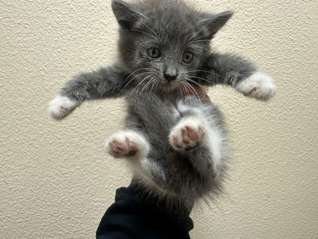 MELODIOUS - Domestic Short Hair available for adoption