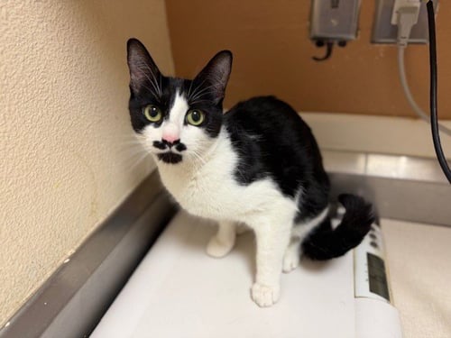 CILANTRO - Domestic Short Hair available for adoption