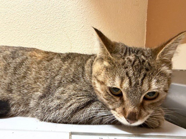 MEWS - Domestic Short Hair available for adoption