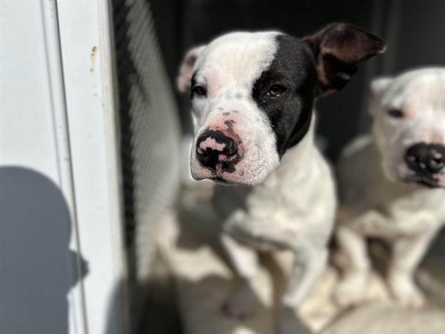 MAC - Basset Hound / Pit Bull Terrier available for adoption