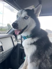 KODA - Photo 1