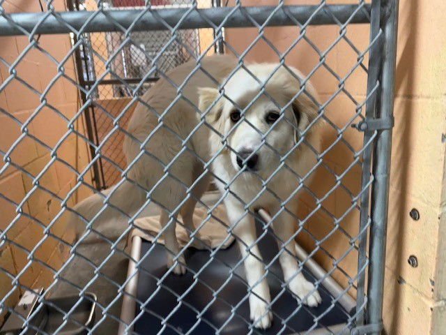 LADY - Great Pyrenees available for adoption