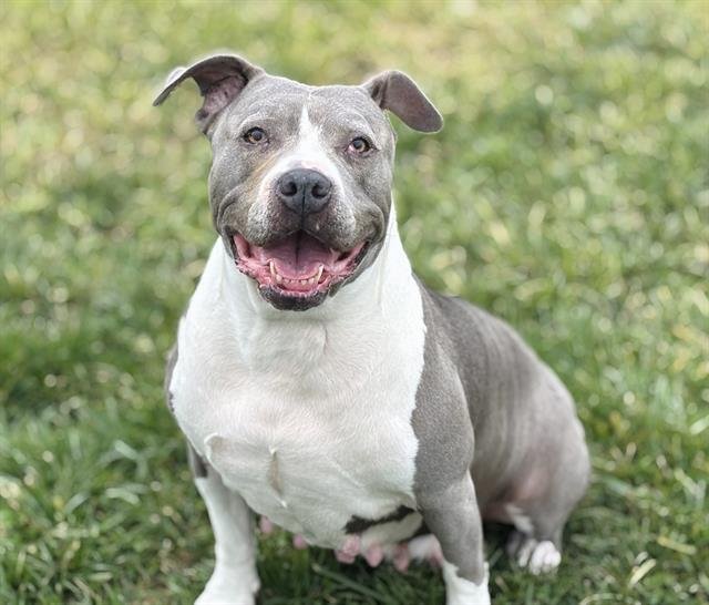 JELLY FISH - Pit Bull Terrier available for adoption