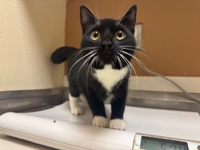 HARRIET - Domestic Short Hair available for adoption