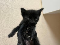 HOUDINI - Photo 1