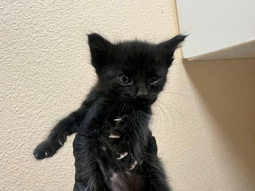 HOUDINI - Domestic Short Hair available for adoption