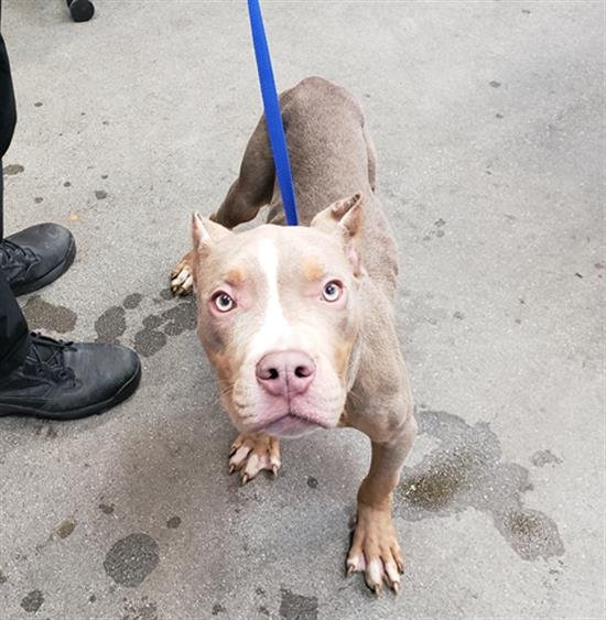 DONKEY KONG - Pit Bull Terrier available for adoption