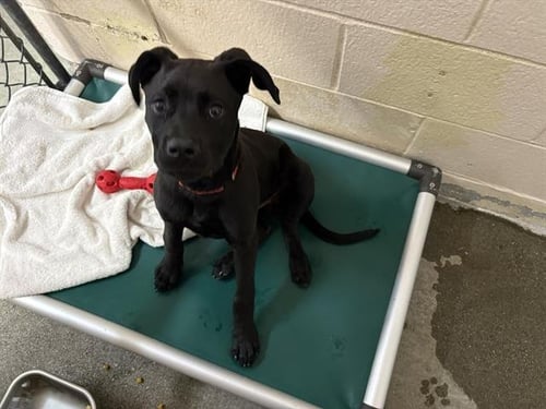 PANTERITA - Cane Corso Mastiff available for adoption