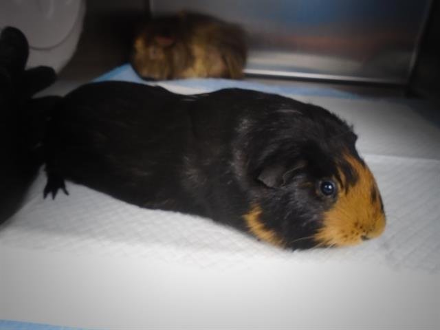 LETTUCE - Guinea Pig available for adoption