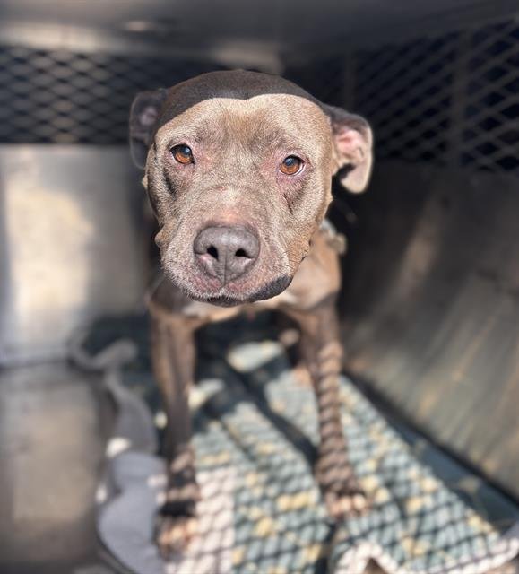 KIRA - Pit Bull Terrier available for adoption