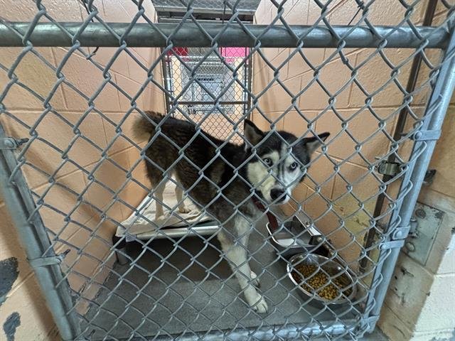 MAYA - Siberian Husky available for adoption