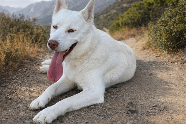 NORTH - Husky available for adoption