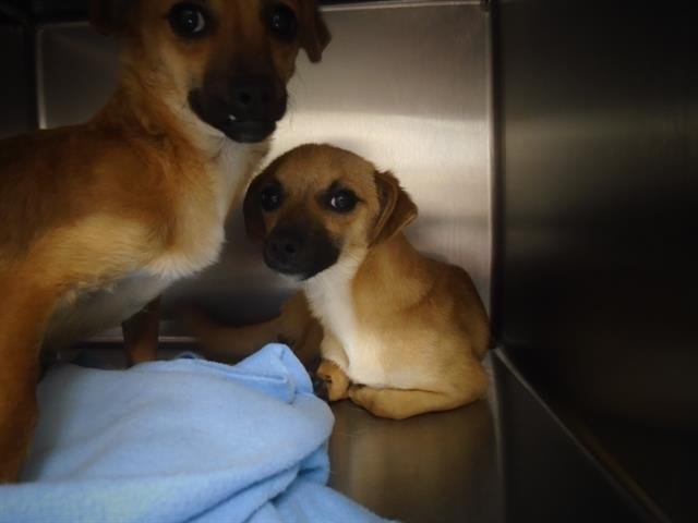 GULP - Terrier available for adoption