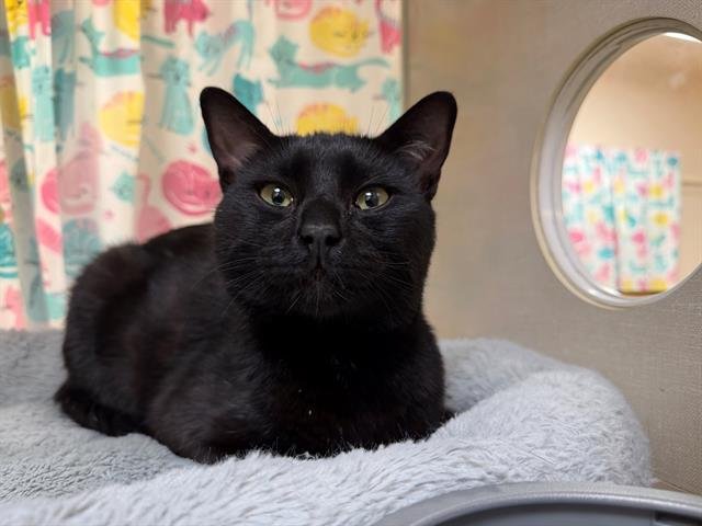 GHIBLI - Domestic Short Hair available for adoption