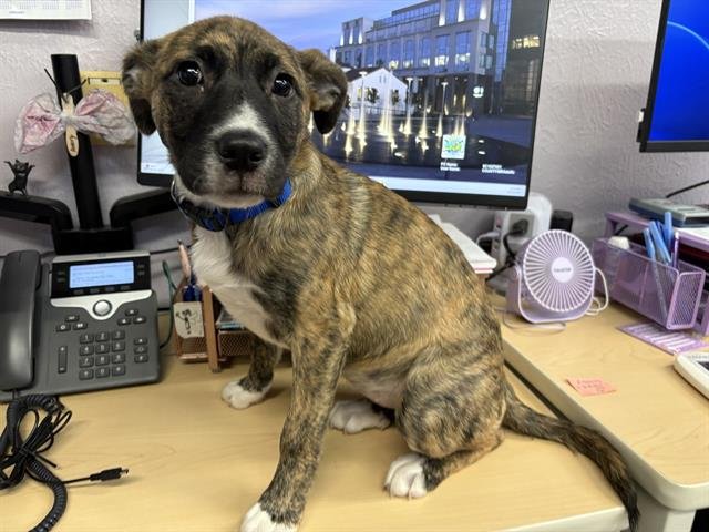 NISHA - Pit Bull Terrier / German Shepherd Dog available for adoption