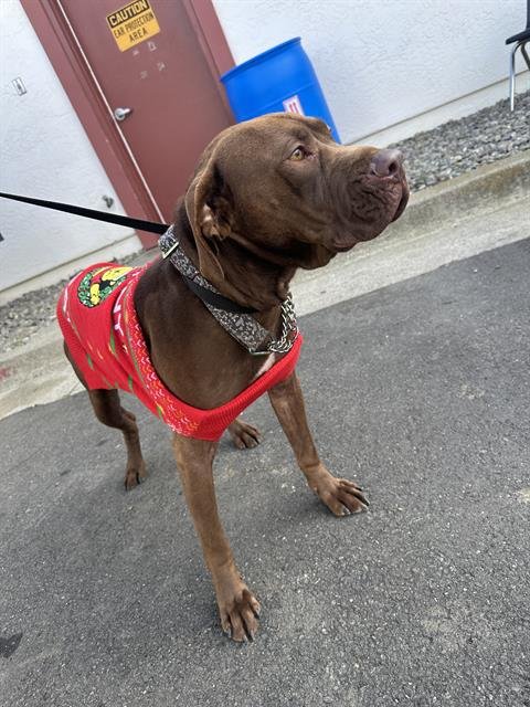 CHESTER - Pit Bull Terrier available for adoption