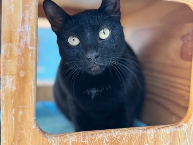 NALA - Domestic Short Hair available for adoption