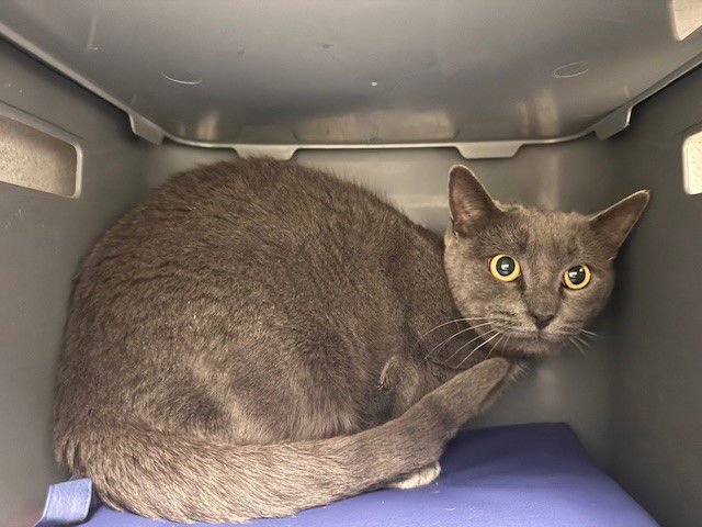 GARNET - Domestic Short Hair available for adoption