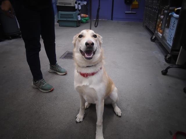 GINGER - Siberian Husky available for adoption