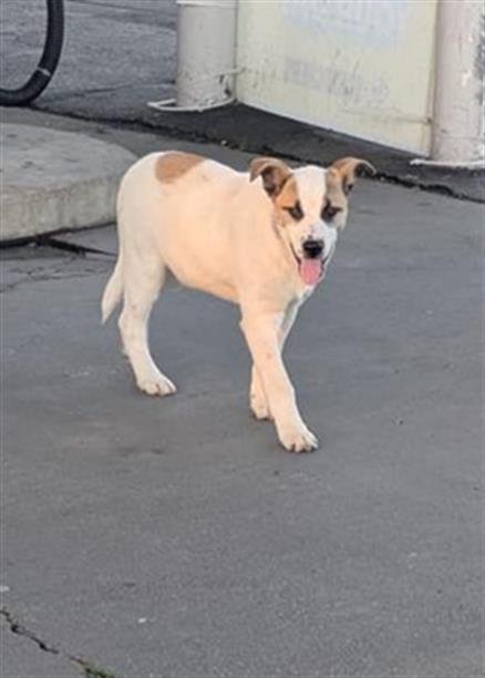 MORRIS - Anatolian Shepherd available for adoption